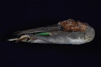 藏品(小水鴨)的圖片